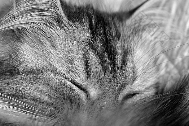 梦见一只小猫鼻子被尾巴堵住了