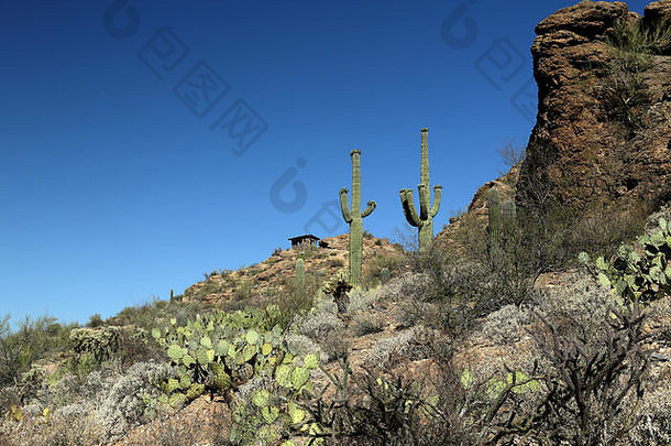 仙人掌仙人掌岩石形成亚利桑那州索诺兰沙漠沙漠西图森