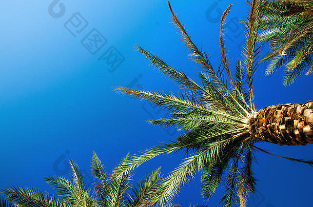 绿色的热带棕榈树覆盖着晴朗的蓝天。暑期旅游概念。假期背景。具有空间的棕榈树叶和树枝纹理