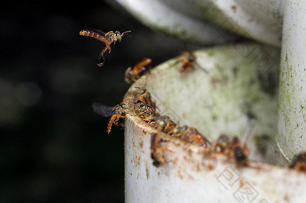 四角虫安古斯图拉无刺的蜜蜂蜂巢入口