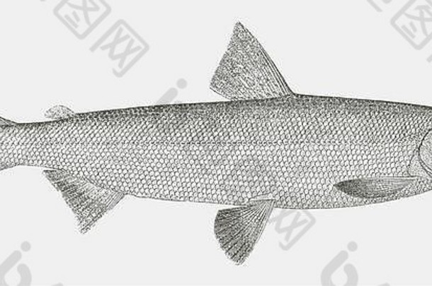 阿拉斯加白鱼coregonus nelsonii，一种来自北美洲西北部的鱼类