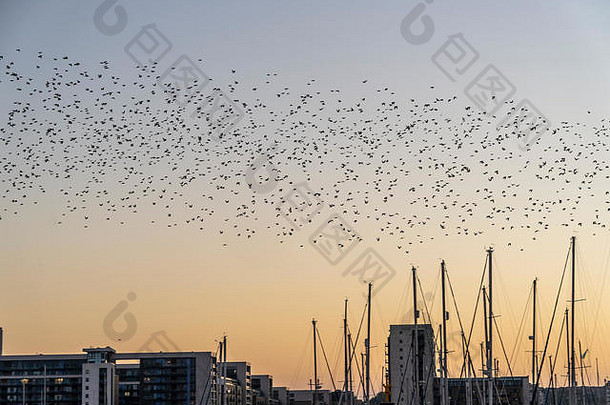 加的夫湾，加的夫，威尔士，英国，2018年10月9日：椋鸟聚集成一大群，在威尔士加的夫湾上空上演了一场壮观的表演。信贷：丹尼尔·大马士革/阿拉米现场新闻