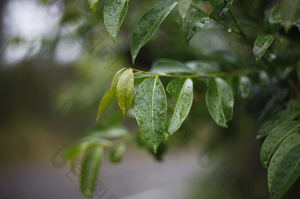 雨后湿桉树叶子，新南威尔士州斯蒂芬斯港，澳大利亚