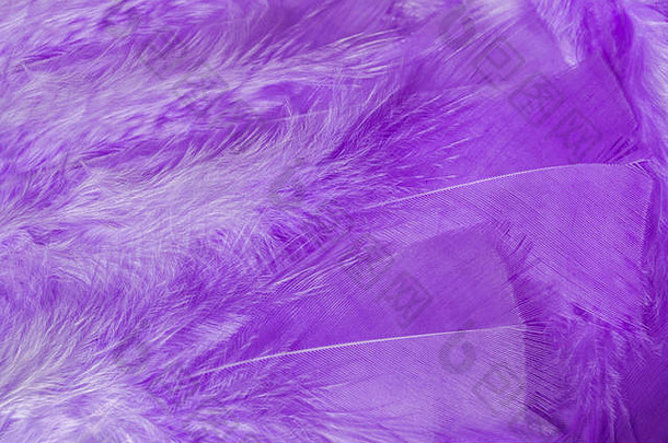 明亮的紫罗兰色蓬松羽毛纹理背景。许多生动柔和的鸟类羽毛。特写宏