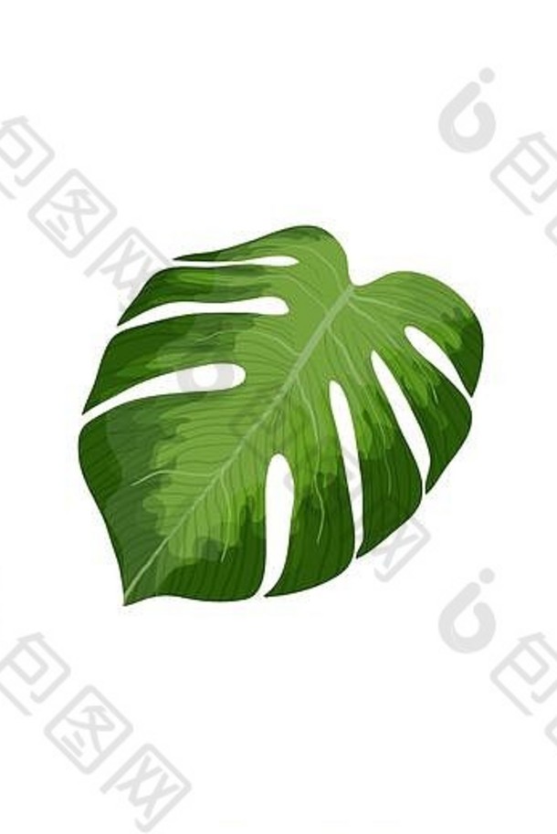 绿色怪物在白色背景上分离的棕榈叶载体。夏威夷和热带单一设计对象插图