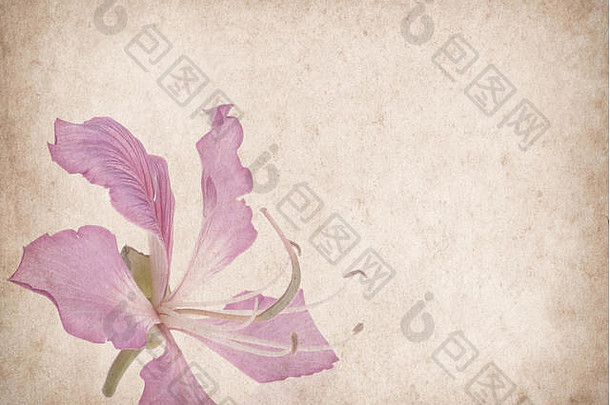 Grunge抽象背景下的紫荆花
