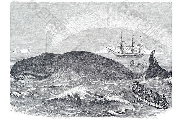鲸鱼巴莱纳神秘人鲸须尤巴伦亨特鱼叉剔除杀了打击滔滔不绝地讲航行船北极极光