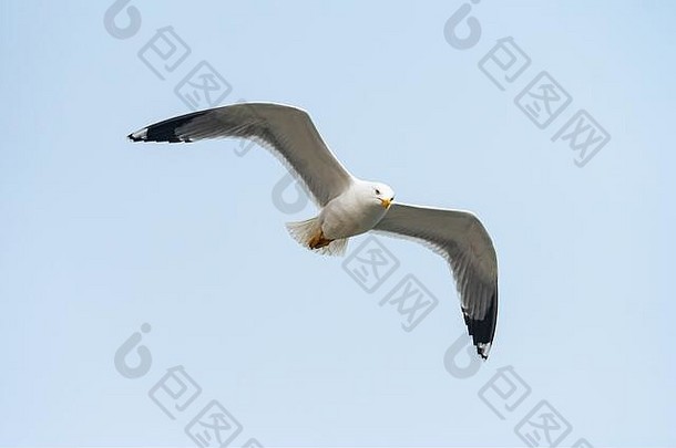 冬季阴天飞行的黄腿海鸥（意大利威尼斯）
