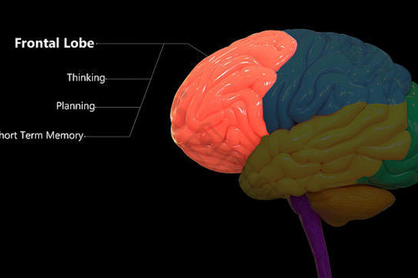 人神经系统中枢器官脑叶解剖