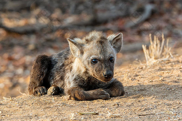 发现了土狼幼崽南部非洲
