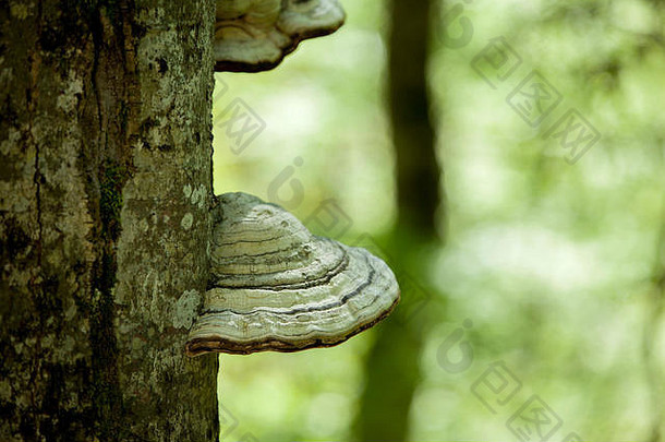 长满青苔的树干树完整的<strong>蘑菇</strong>树皮强烈的中午光