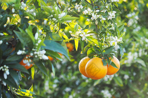 valencian橙色橙色花朵西班牙春天收获
