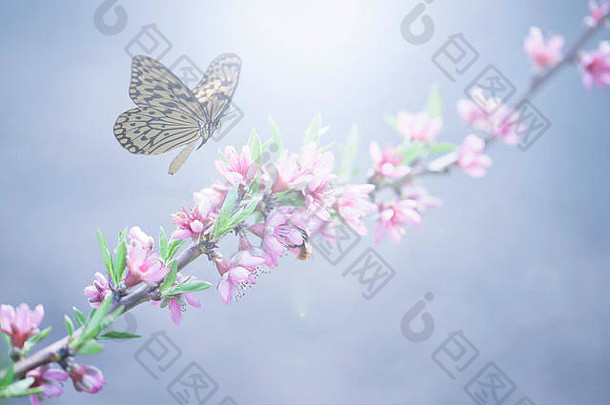 蝴蝶和春花盛开