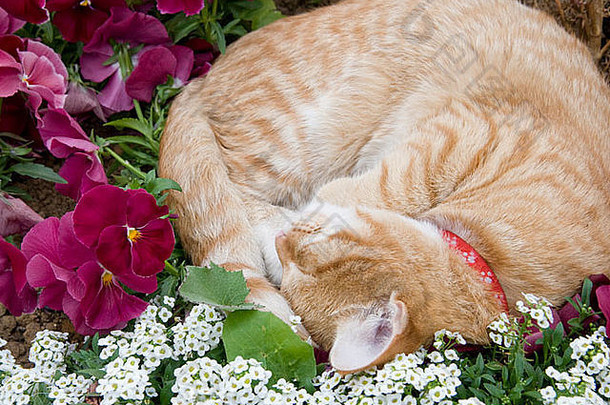 可爱的猫睡觉花