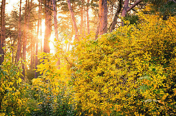 艺术秋天背景美明亮的棕色（的）特写镜头彩色的颜色建设复制空森林框架花园