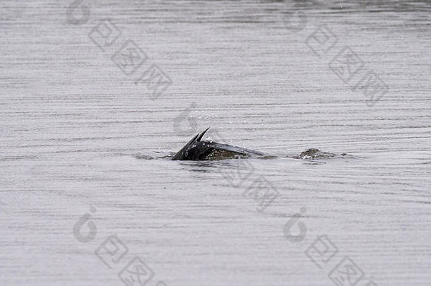 一只鸬鹚（PhalacrocaraxCarbo）在大曼彻斯特奥尔德姆的戴西诺克犯罪湖的雨中潜水