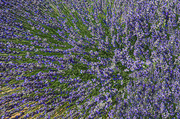 薰衣草花-紫色薰衣草田。薰衣草花模糊的夏季背景。