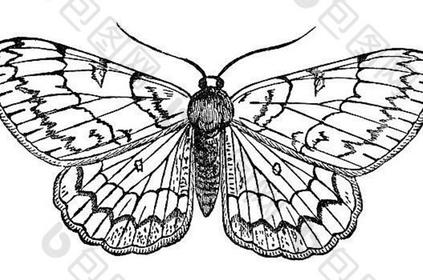 18，英国伦敦J.E.泰勒博士创作的古董书《玩耍时间的自然主义者》中的淡橡木蝴蝶复古插图。