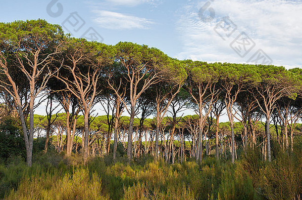 意大利托斯卡纳有梧桐松的森林景观