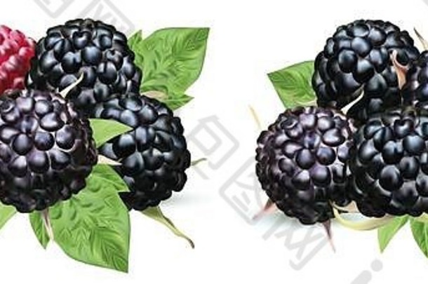 白色背景上分离的新鲜黑莓。收集成熟的黑覆盆子和绿叶。夏日浆果特写。三维插图