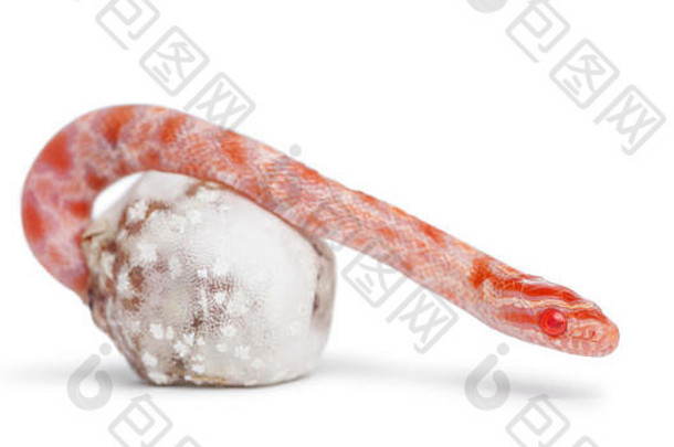 玉米蛇孵化pantherophisguttatusguttatus红色的老鼠蛇白色背景