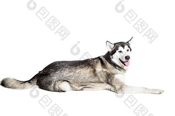 阿拉斯加雪橇犬坐在白色背景前