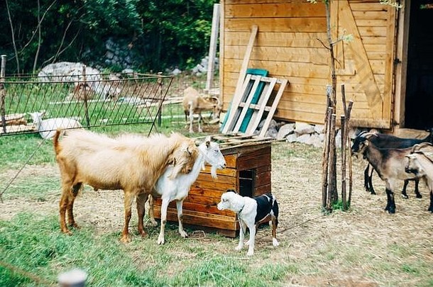 山羊和山羊在狗舍附近，一只狗在山羊农场。
