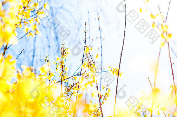春天的自然、婚礼请柬和花卉构图理念——以美丽的黄花和蓝天为背景