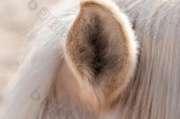 白马的<strong>尖耳朵</strong>和鬃毛。鬃毛刷在马的脖子上。<strong>耳朵</strong>竖起来了