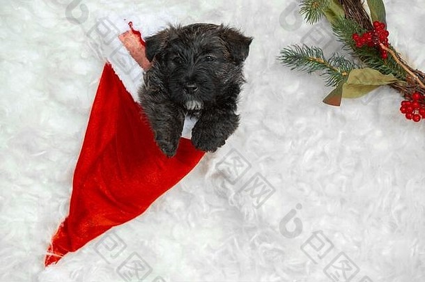新年礼物。戴圣诞老人帽子的苏格兰梗小狗。可爱的黑色小狗或宠物玩圣诞装饰。看起来很可爱。摄影棚摄影。节日的概念，节日的时间，冬天的心情。