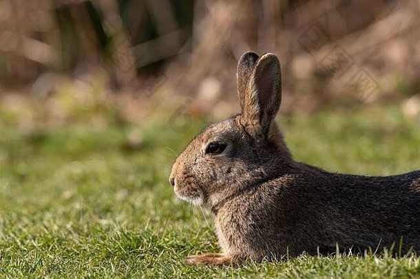 楔形谷蠹。一只欧洲兔子在自然栖息地的野生动物场景的肖像。