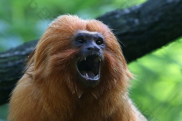 叫喊着的巴西金狨猴（Leontopithecus rosalia）又名金狮罗望子，张大嘴巴，露出牙齿