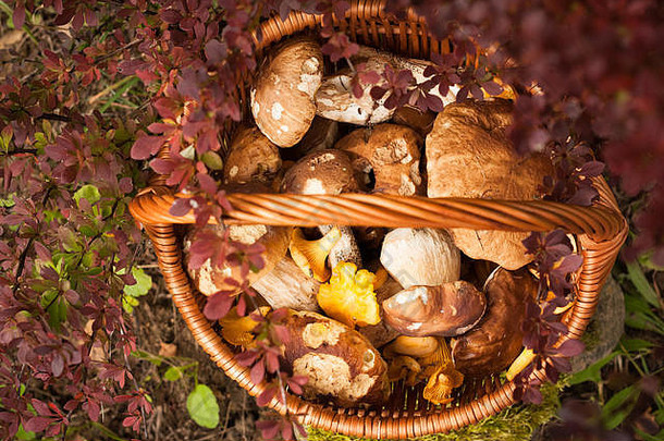 美丽的秋天景观森林可食用的蘑菇牛肝菌属Edulis鸡油菌柳条篮子布什伏牛花花园前视图