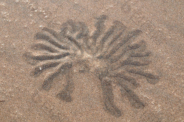 独特的甲壳类砂地层
