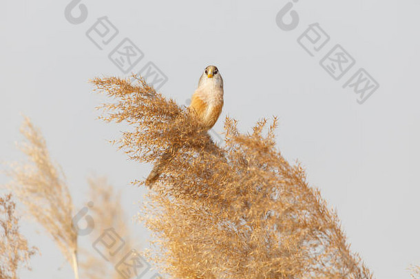 北京万平湖公园的芦苇鹦嘴鸟