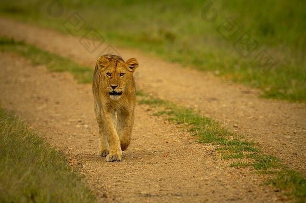 母狮走砾石跟踪萨凡纳