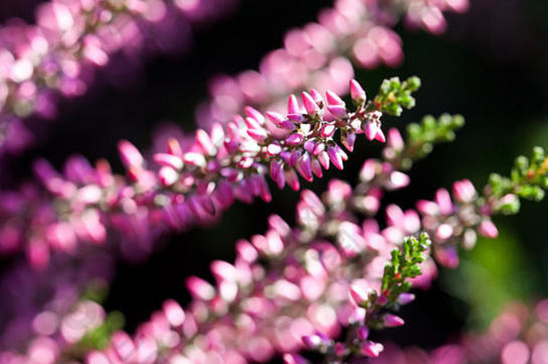 紫罗兰石南花野愈伤组织。小的粉红色淡紫色花瓣植物，柔和的背景。浅景深