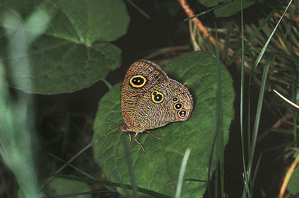 喜马拉雅五环凤蝶是一种常见于喜马拉雅睡莲科的蝴蝶：刷足蝴蝶
