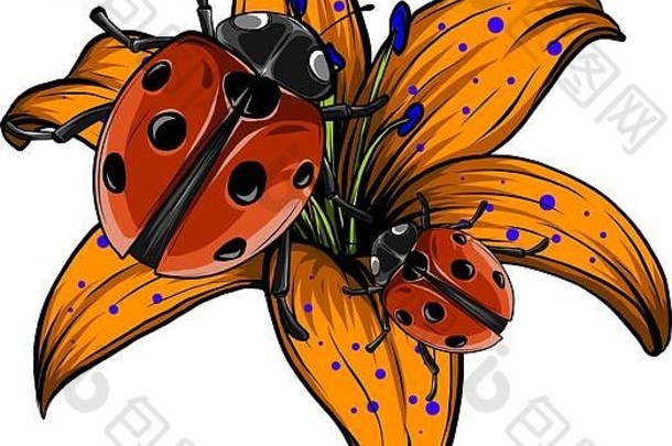 瓢虫插图。三只瓢虫的集合，分别在洋甘菊和叶子上。