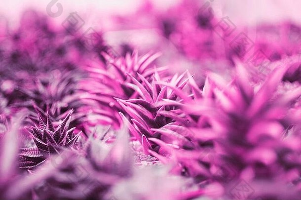 时尚的霓虹灯紫色的背景色彩斑斓的多汁的植物复制空间