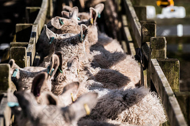 奥克斯南，杰德堡，苏格兰边境，英国。2018年3月8日。北方的切维奥特母羊聚集在农场的棚子里产羔。