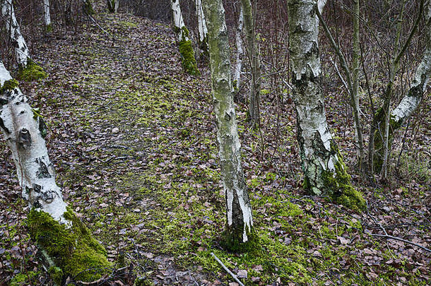 桦木树树干显示模式纹理树皮自然林地
