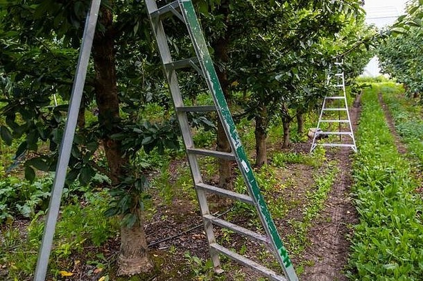 两个三脚架梯子站在樱桃园的树旁。金属水果采摘梯矗立在工业园中