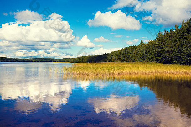 湖岸树蓝色的多云的天空美丽的夏天自然芬兰