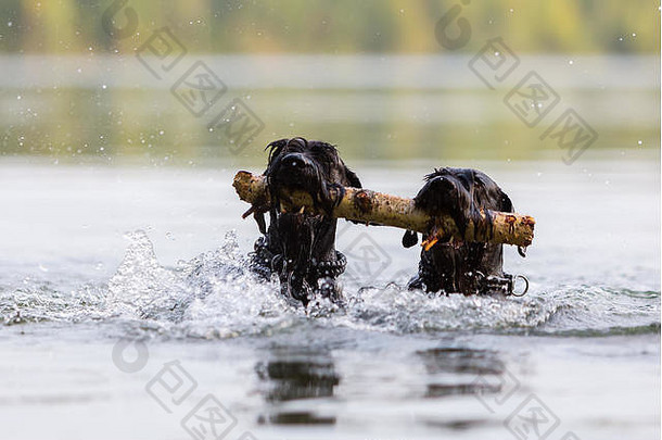 黑色的彩色的标准雪纳瑞犬游泳木坚持水