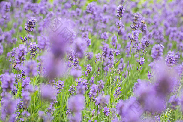 夏季薰衣草场，特写紫罗兰色背景概念