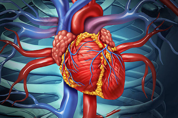 心血管是人体从<strong>心脏解剖</strong>出来的一个健康的身体，作为医疗保健的标志，具有血液循环器官的内部功能。