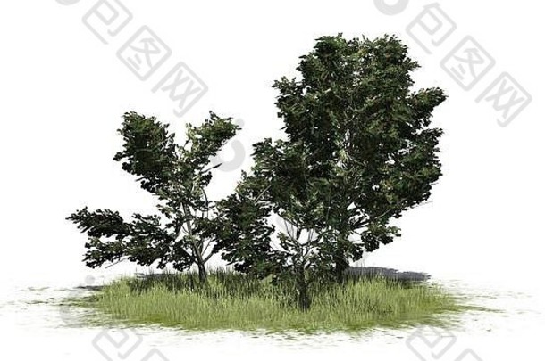 一组美国冬青灌木-隔离在白色背景上-3D插图
