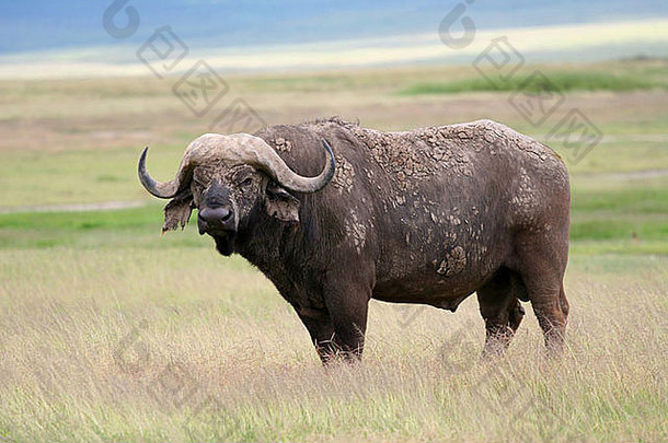 坦桑尼亚Ngorongoro火山口保护区的非洲水牛