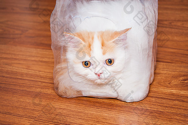 可爱的波斯猫塑料包装木地板上